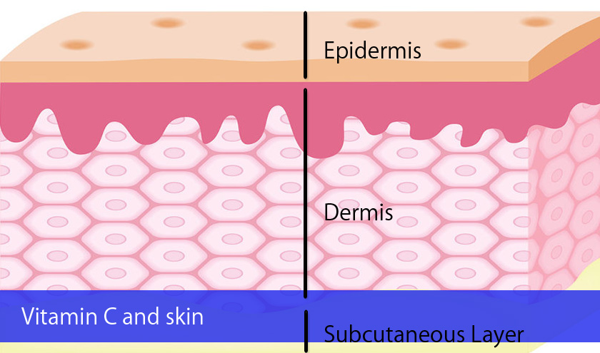 Vitamin C and Skin – Liposomal Vitamin C